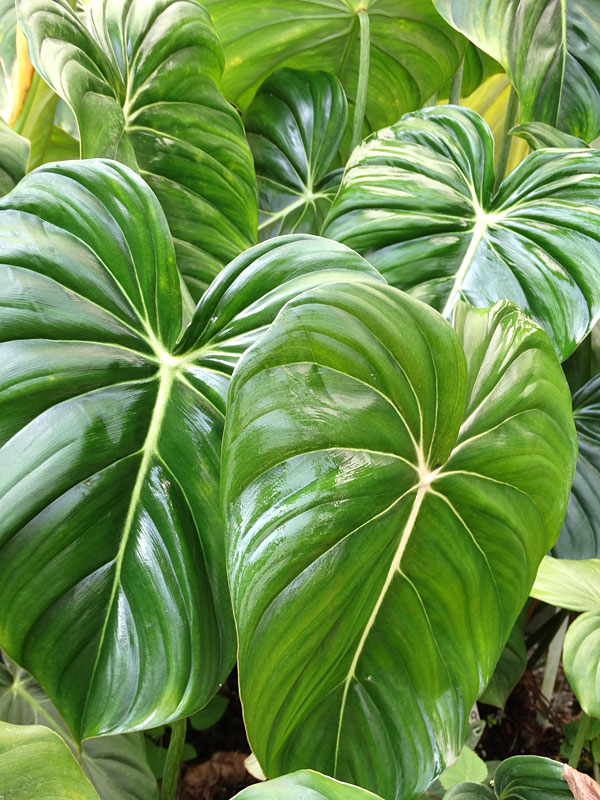 Lg. Philodendron McDowell Plant - Image 5