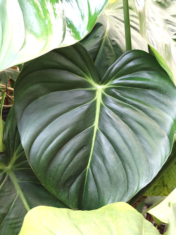 Lg. Philodendron McDowell Plant - Image 11