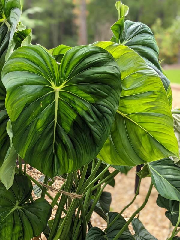 Lg. Philodendron McDowell Plant - Image 3
