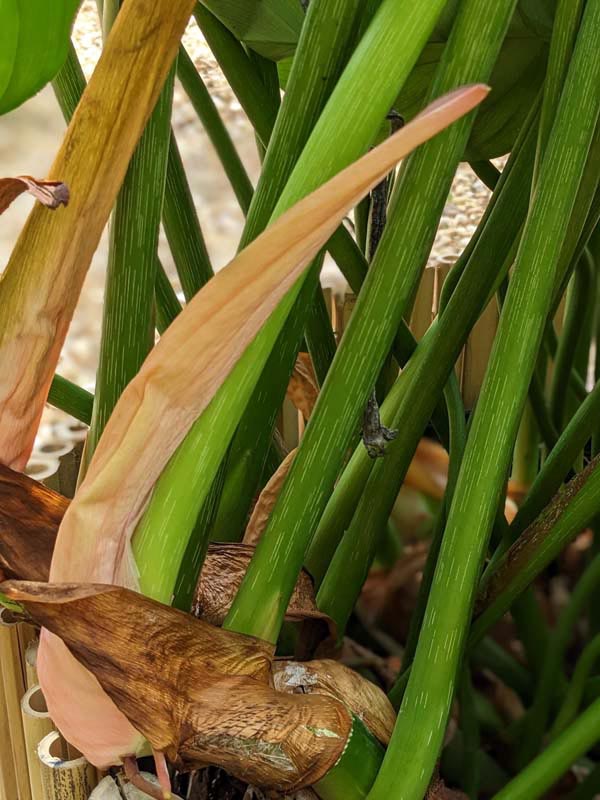 Lg. Philodendron McDowell Plant - Image 9