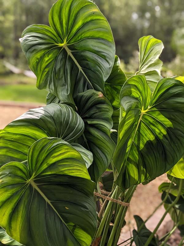 Lg. Philodendron McDowell Plant - Image 6