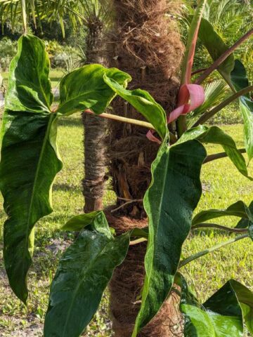 Alternative view of Philodendron Mexicanum Red Back Plant