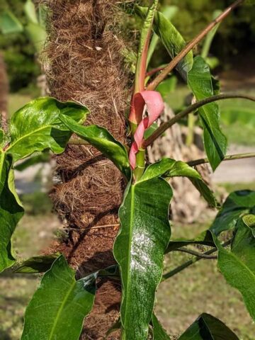 Philodendron Mexicanum Red Back Plant