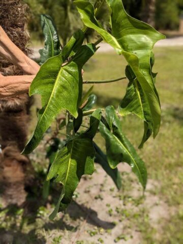 Philodendron Mexicanum Plant