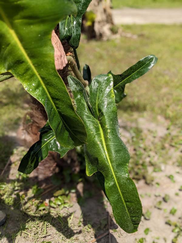 Philodendron Mexicanum Plant - Image 2