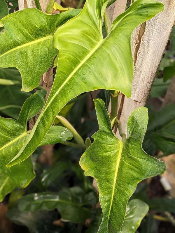Philodendron Mexicanum Plant - Image 5