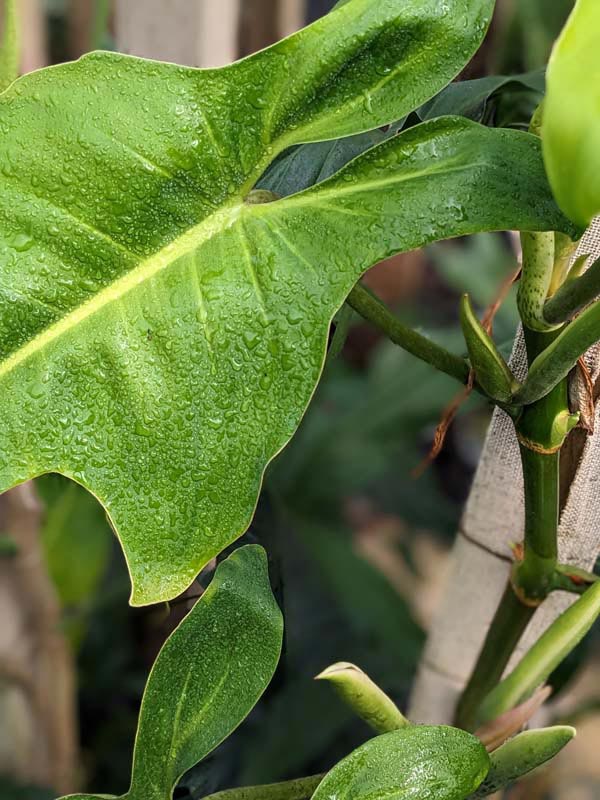 Philodendron Mexicanum Plant - Image 4