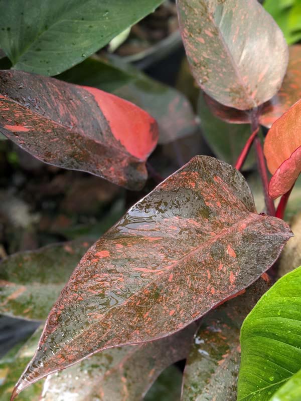 Lg. Philodendron Orange Princess Plant - Image 4