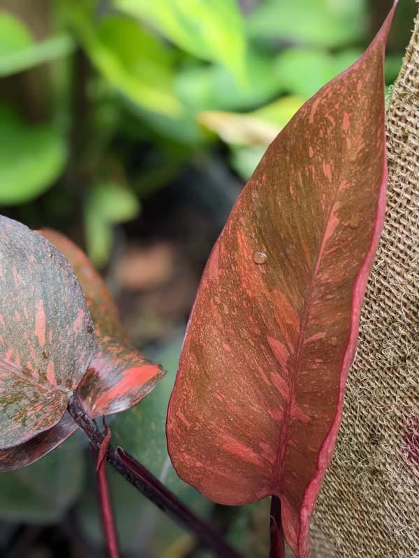 Lg. Philodendron Orange Princess Plant - Image 2