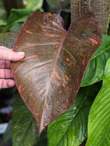 Lg. Philodendron Orange Princess Plant