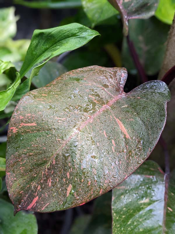 Lg. Philodendron Orange Princess Plant - Image 5