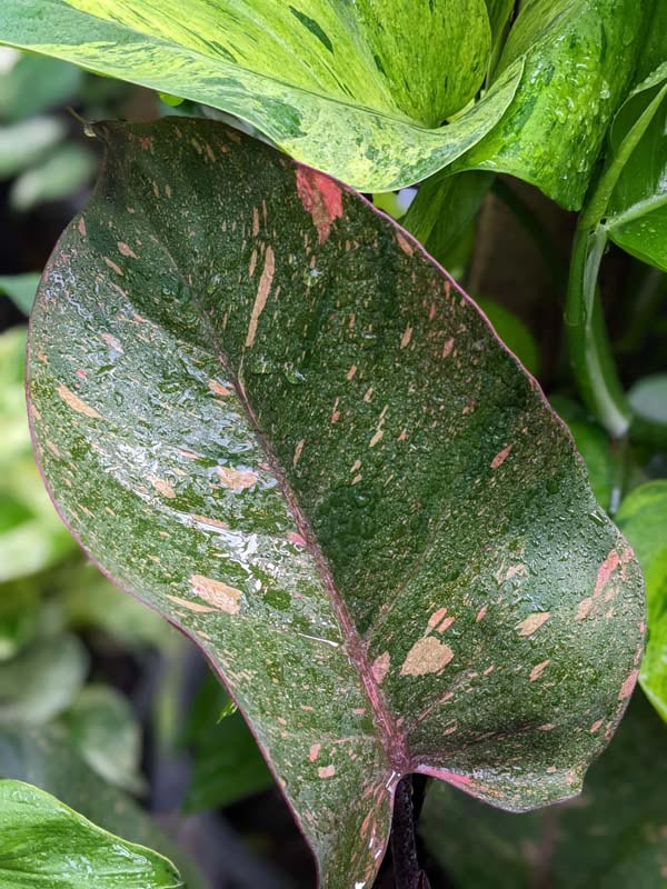 Lg. Philodendron Orange Princess Plant - Image 6