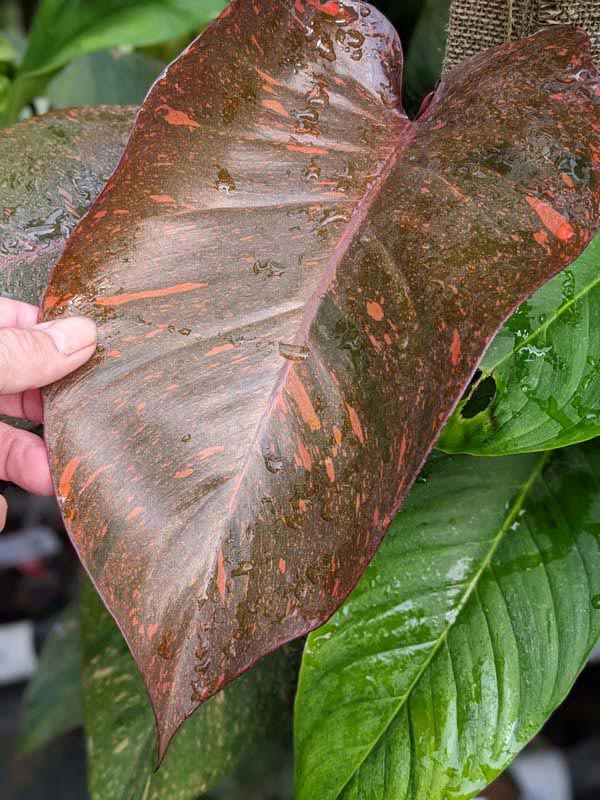 Lg. Philodendron Orange Princess Plant - Image 3