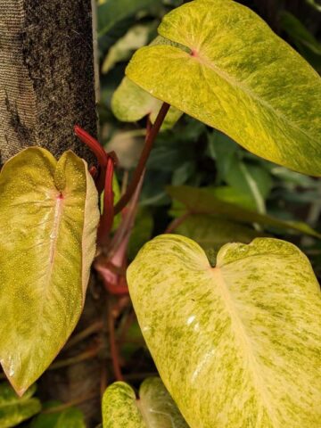 Alternative view of Philodendron Painted Lady Plant