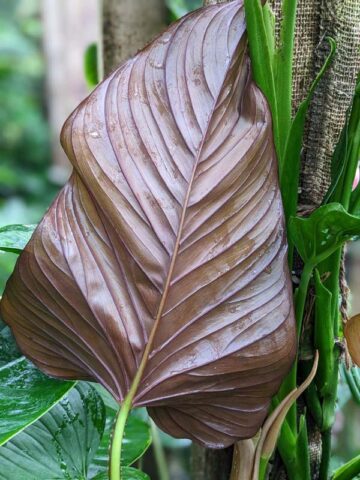 Philodendron Peruvian Crimson Back Plant