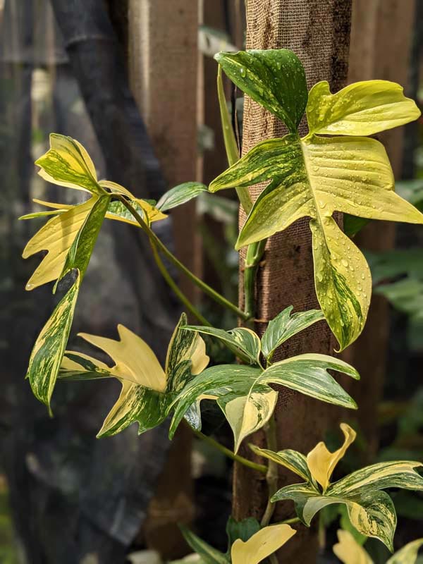 Philodendron Pedatum Variegata Plant - Image 4