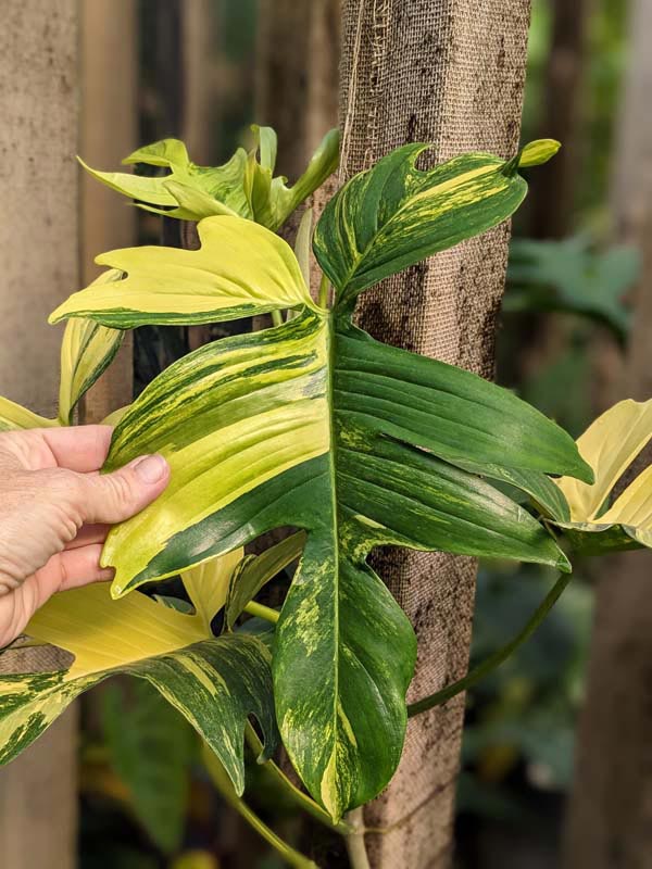 Philodendron Pedatum Variegata Plant - Image 8