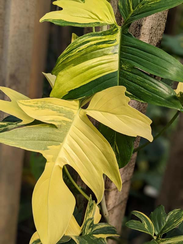 Philodendron Pedatum Variegata Plant - Image 2
