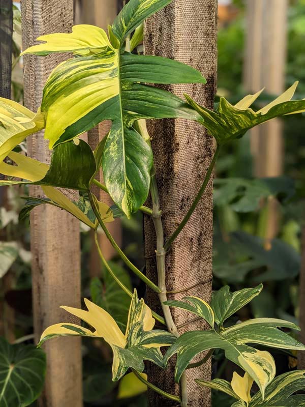 Philodendron Pedatum Variegata Plant - Image 3