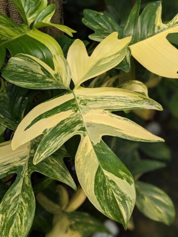 Philodendron Pedatum Variegata Plant