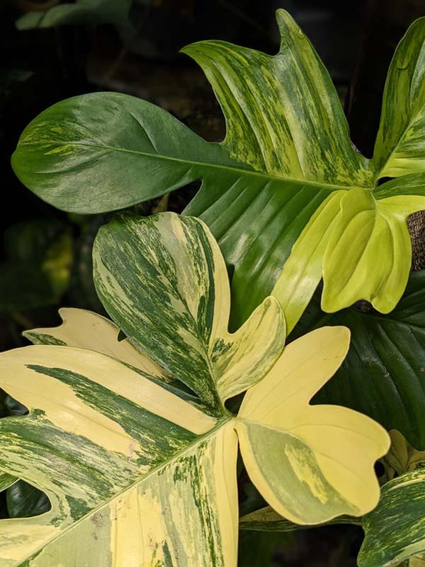 Philodendron Pedatum Variegata Plant - Image 5