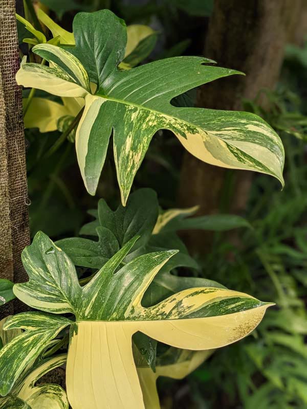 Philodendron Pedatum Variegata Plant - Image 7