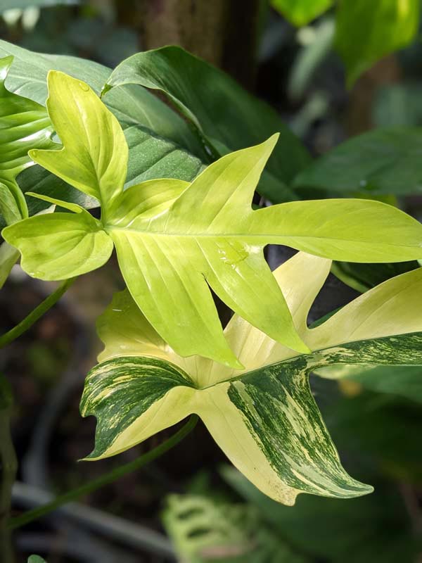 Philodendron Pedatum Variegata Plant - Image 6
