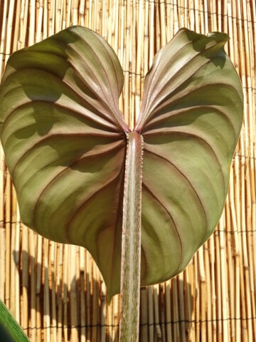 Alternative view of Lg. Philodendron Plowmanii Plant