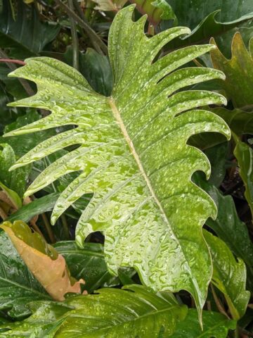 Lg. Philodendron Pluto Bronze Leaf