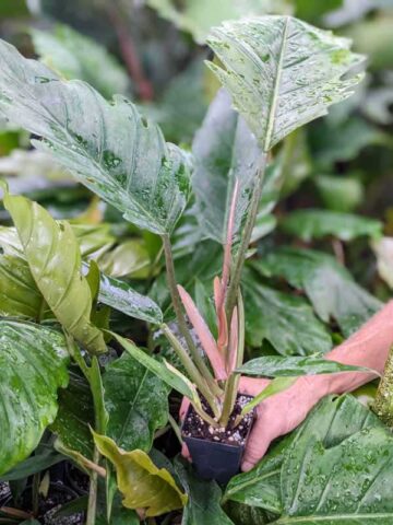 Lg. Philodendron Pluto Bronze Leaf  UrbanTropicals