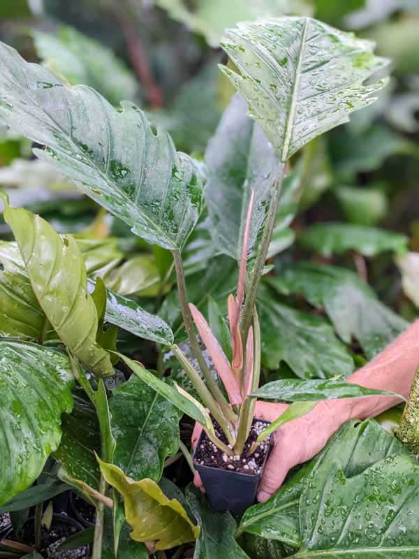 Lg. Philodendron Pluto Bronze Leaf - Image 8