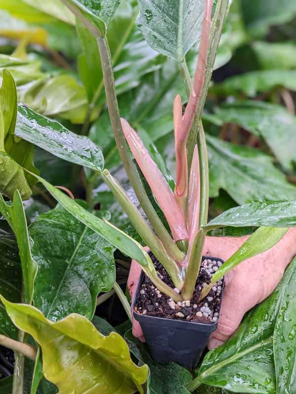 Lg. Philodendron Pluto Bronze Leaf - Image 7