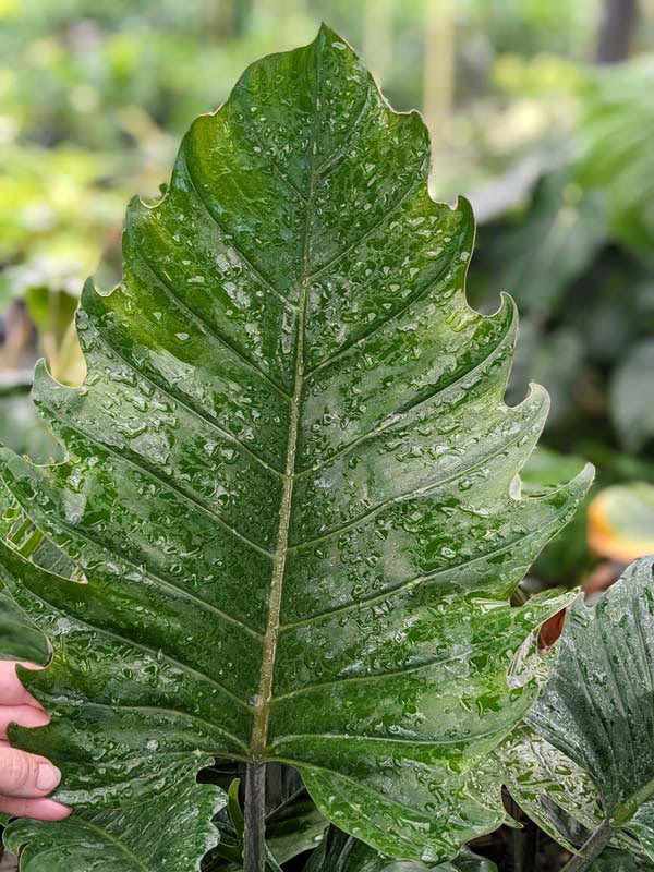 Lg. Philodendron Pluto Bronze Leaf - Image 3