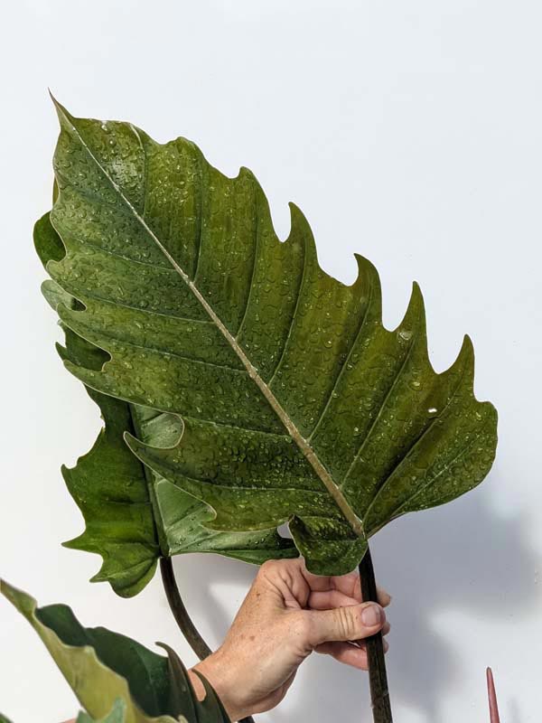 Lg. Philodendron Pluto Bronze Leaf - Image 6