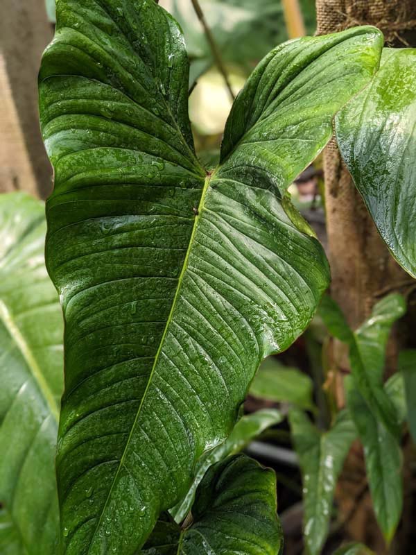 Philodendron Pinnatilobum Plant