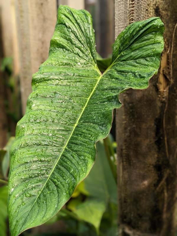 Philodendron Pinnatilobum Plant - Image 2