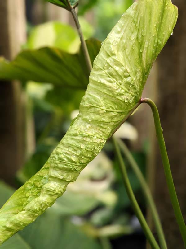 Philodendron Pinnatilobum Plant - Image 3