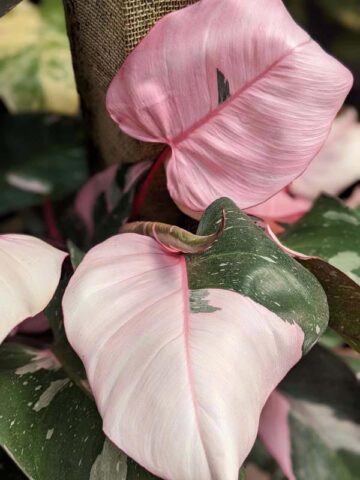 Alternative view of Philodendron Pink Princess Plant