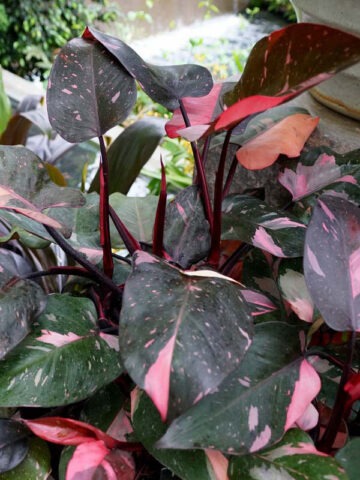 Philodendron Pink Princess Plant