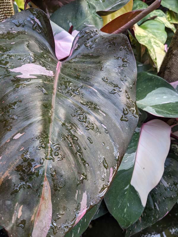 Philodendron Pink Princess Plant - Image 3