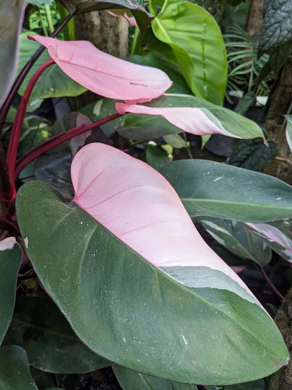 Philodendron Pink Princess Plant - Image 6