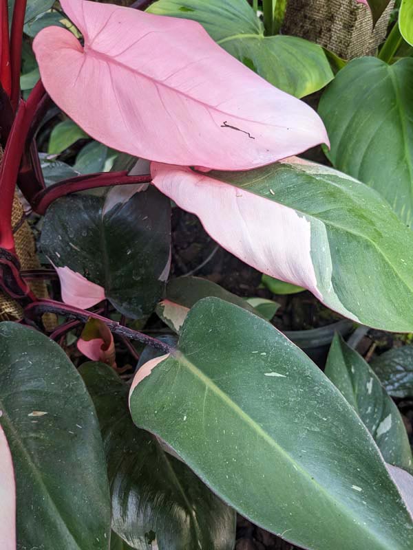 Philodendron Pink Princess Plant - Image 8