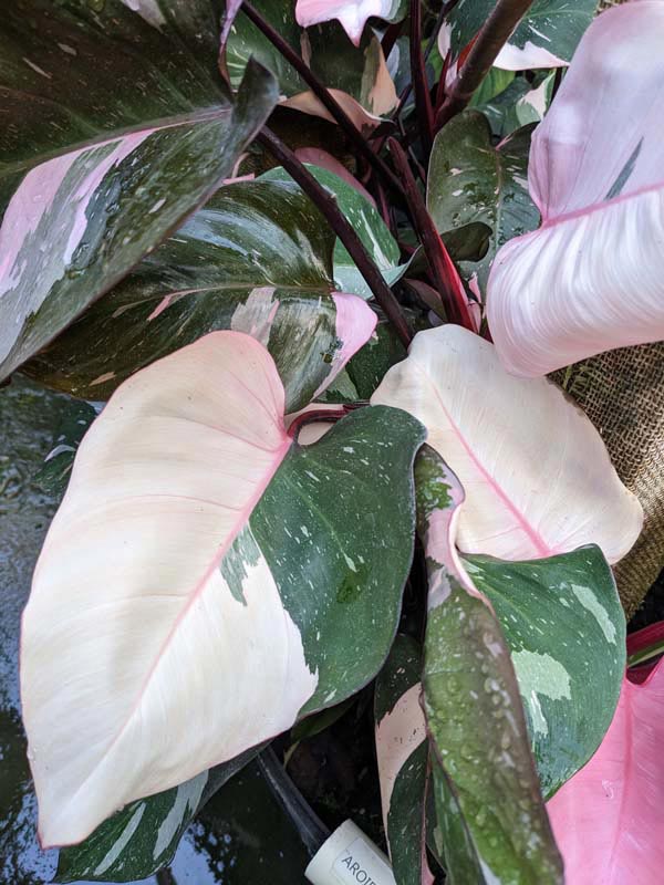 Philodendron Pink Princess Plant - Image 9