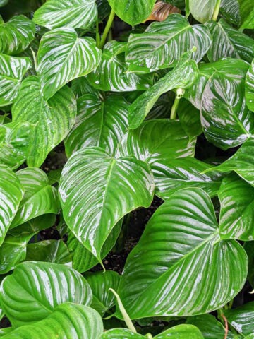 Philodendron Rohdeii Plant