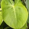 Philodendron Rugosum Plant