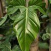 Lg. Philodendron Sanctamartinense Plant