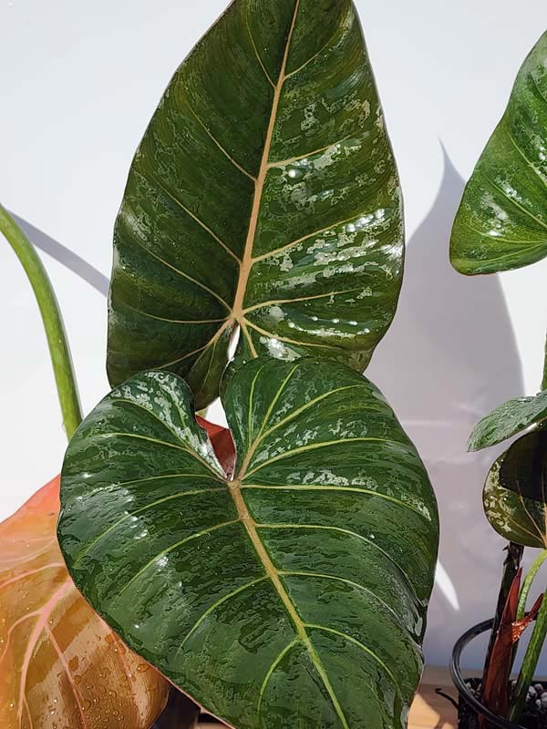 Lg. STUNNING, Philodendron Hybrid Gloriosum x McColleys (summer glory) - Image 3