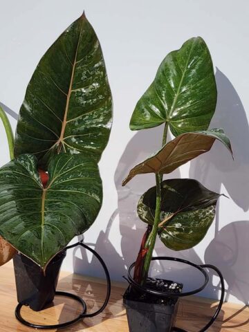 STUNNING, Philodendron Hybrid Gloriosum x McColleys (summer glory) - Image 3