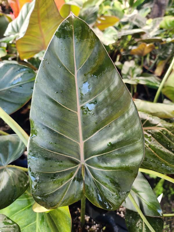 Lg. STUNNING, Philodendron Hybrid Gloriosum x McColleys (summer glory) - Image 4