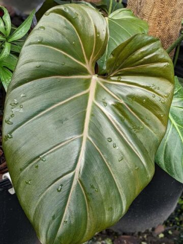 Alternative view of STUNNING, Philodendron Hybrid Gloriosum x McColleys (summer glory)